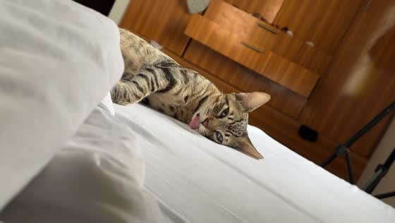 Cat appears lifeless before waking up in a funny moment in Port Harcourt, Nigeria