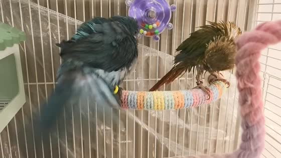 Wet parrot loses balance after playful peck in Ningxia, China