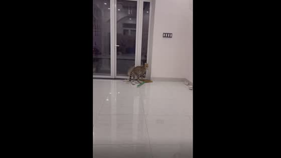 Fierce yet gentle: Russian serval cat's playful encounter with watchful dog