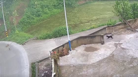 Dog rushes to move chickens away from approaching truck in Sichuan, China