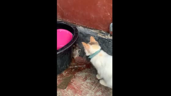 Feline playtime: cornered mouse frozen in a sitting position