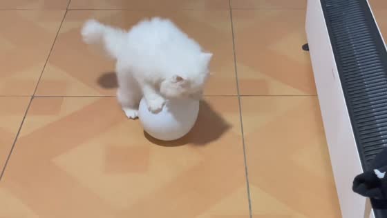 Cat struggles to climb white balloon in Jiangsu, China