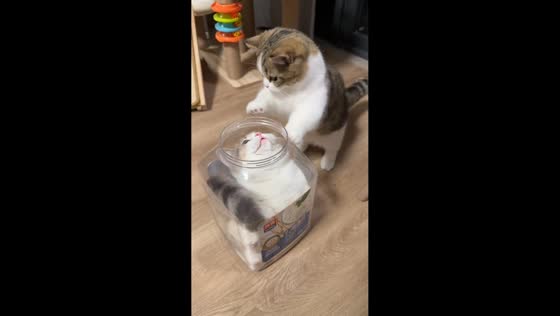 Two cats playfully interact with one hiding in a jar in Shanghai, China