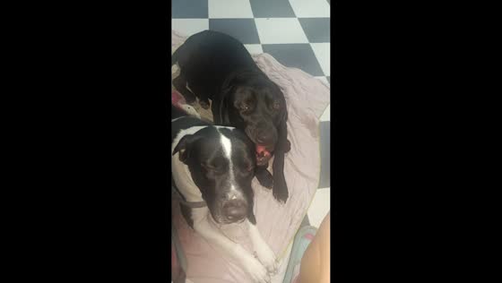 Father and son dogs share adorable affectionate moment in Bogotá, Colombia