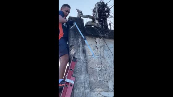 Fearless rescue: brave team safely removes cobra coiled around power pole