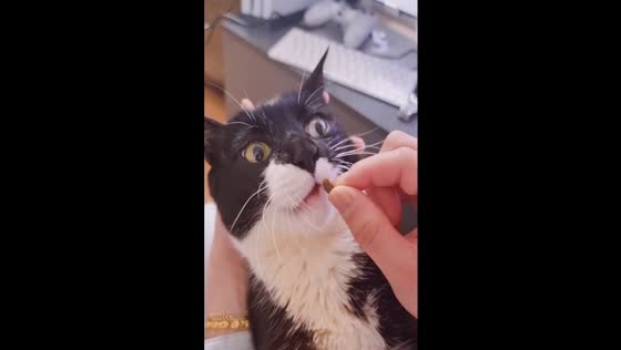 South Korean cat with brain condition requires hand-feeding: a heartwarming video
