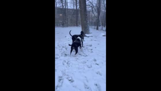 Dogs enjoying heavy snow in Indianapolis, Indiana, USA