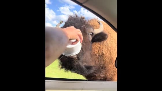 Feeding bison from a car in Montgomery, Alabama