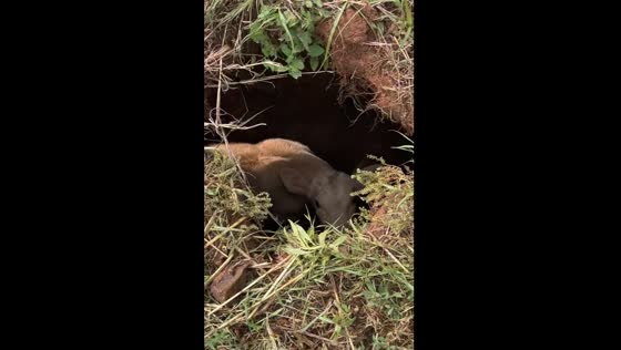 Calf found stuck in sinkhole in Leedey, Oklahoma