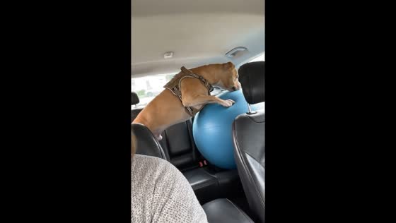 Jinx's car ride chaos: a dog's playtime