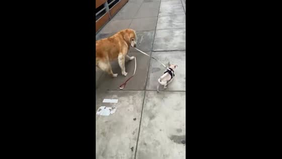 Bigger pup takes the lead: chihuahua leash adventure in Surquillo, Peru