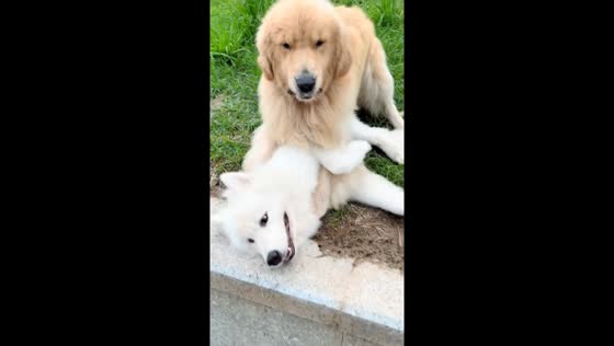 Golden Retriever wrestles with Samoyed in Fujian, China