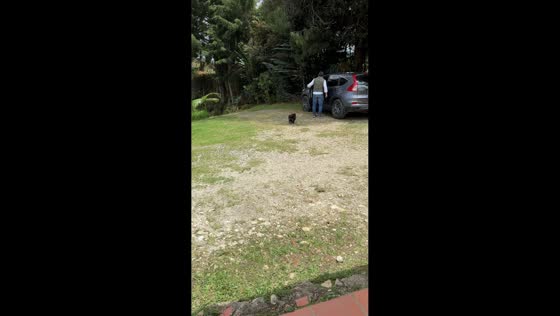 Dog surprises owner by jumping into the car in Guarne, Colombia