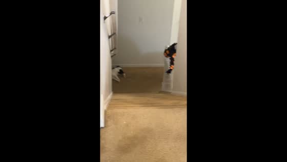 Cat tumbles down stairs in Denver, USA