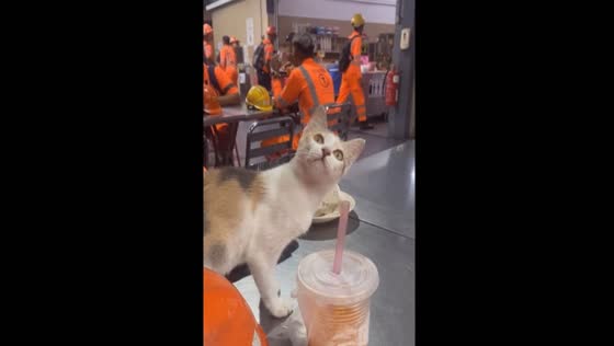 Mesmerized feline: captivating stare at unseen prey