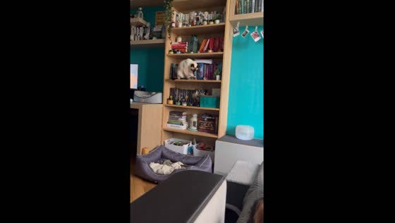 Cat knocks items off shelf while ignoring owner in St Petersburg