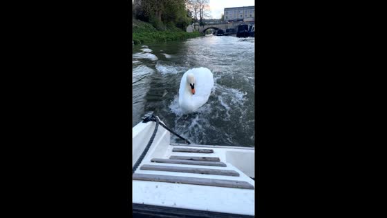 Swan chases speed boat in Bath, UK