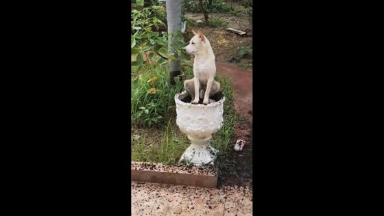 Dog pretends innocence after digging up garden in Ubon Ratchathani, Thailand