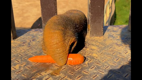 Elephant in Zhejiang uses trunk to sense and grab carrots