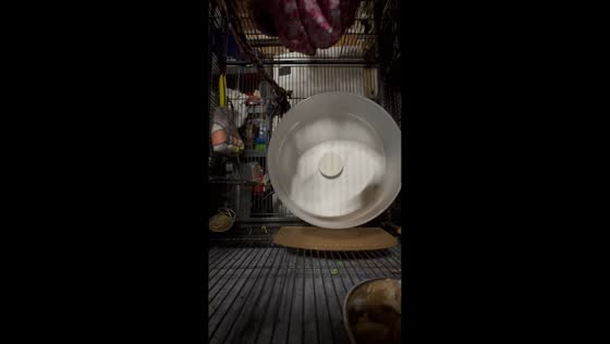 Southern flying squirrels’ playful wheel routine in Merrick, New York, USA