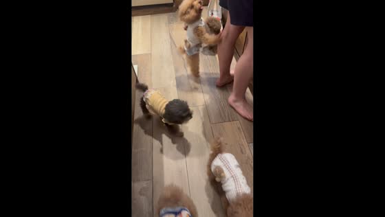 Dogs wait patiently for food in Hong Kong, China