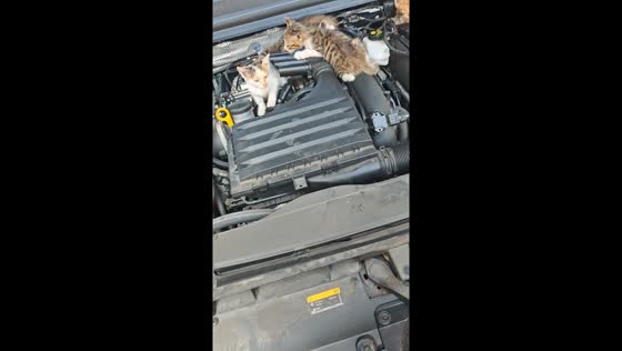 Several cats found hiding under car hood in Anhui, China
