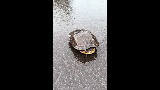Tortoise rescued from road in Otaru, Japan