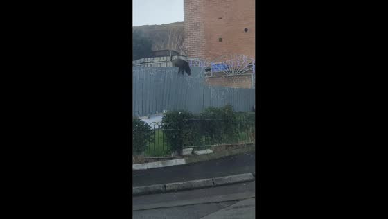 Dog's great escape in Belfast, Ireland
