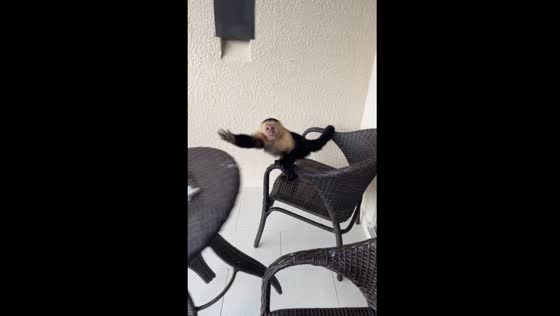 Monkey jumps onto balcony and knocks over furniture in Guanacaste, Costa Rica