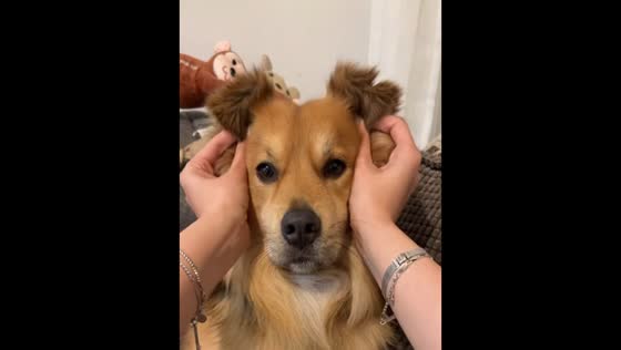 Owner mimics animal shapes using dog's ears in Netherlands