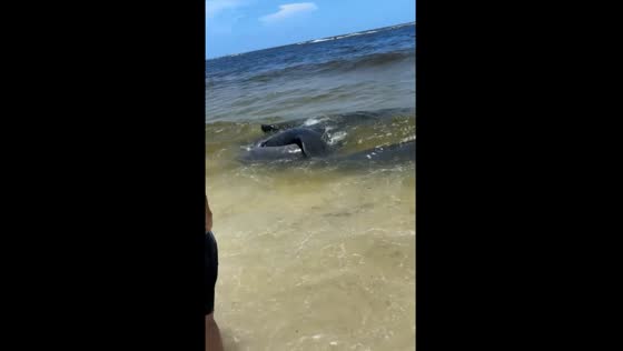 Manatees wash ashore while mating in Pompano Beach, Florida