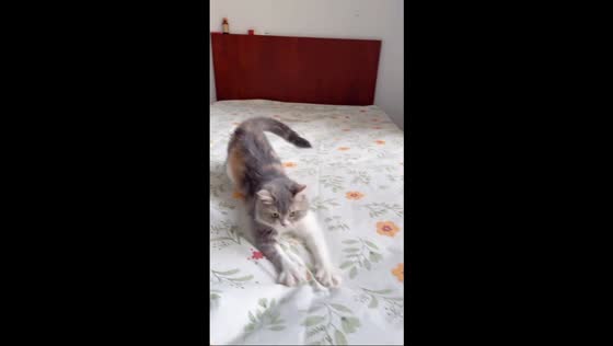 Persian cat playfully reacts to bedsheet "bubbles" in Jiangsu, China