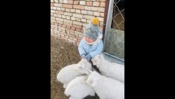 Toddler plays with young sheep in heartwarming scene in Inner Mongolia, China