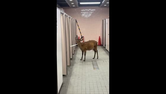 Deer caught chewing toilet rolls in restroom in Nara, Japan