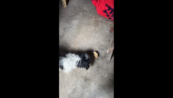 Shih Tzu excitedly circles chick indoors in Cebu, Philippines
