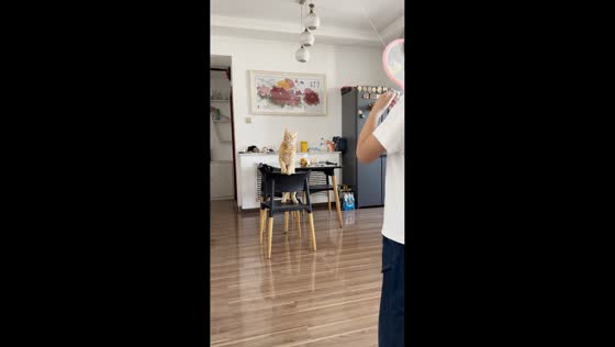 Cat adorably plays badminton with a girl while balancing on a chair in Shandong, China