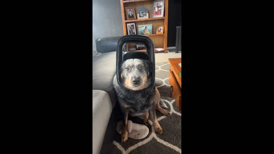 Nala the Blue Heeler gets head Stuck in bin lid in Christchurch