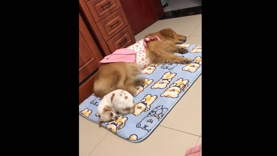 Dog kicks sleeping puppy in Jiangsu, China