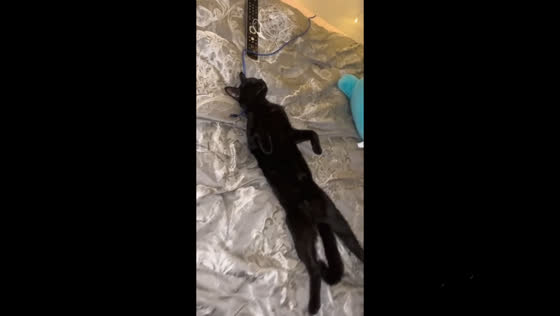 The cat fell asleep like a dead and scared the owner very much!