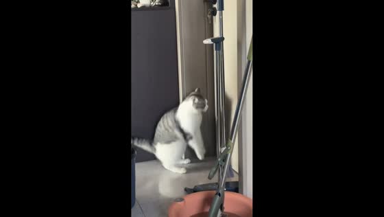 Timid Munchkin cat startled by popping sounds at home in Jilin, China