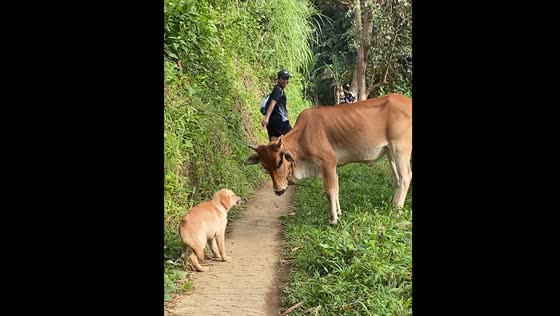 Dog afraid of cow on path in Cebu City