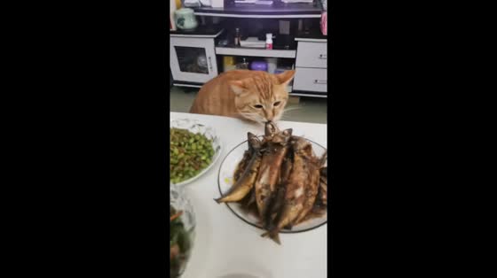Orange tabby cat steals fish from dinner table in Jiangxi, China