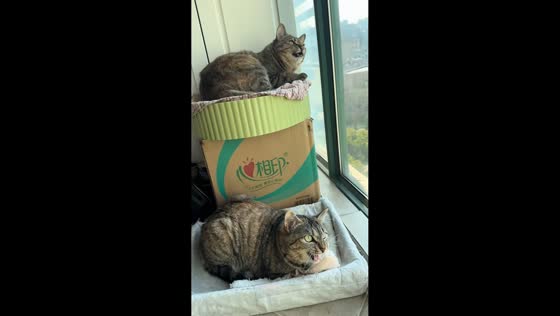 Cats cramp up in sync after spotting something outside in Shanghai, China