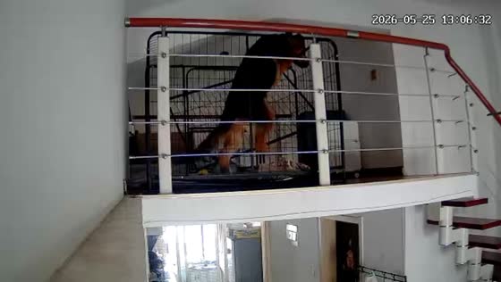 Dog falls down stairs after escaping cage in Shandong, China