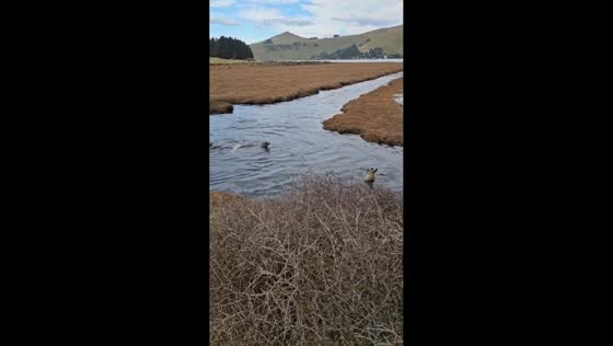 Endangered New Zealand sea lion pups play as Otago breeding colony grows in Dunedin, New Zealand