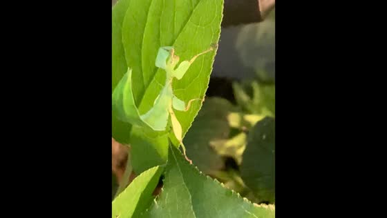 Leaf insect's mesmerizing moves in Boulogne-Billancourt