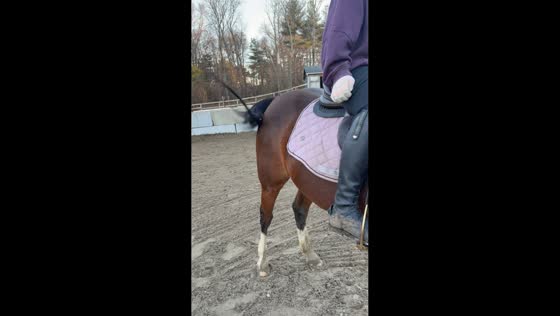 Horse’s braided tail playfully strikes rider in Middleboro, USA