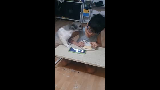 Dog persistently asks for biscuit from child in Quezon City, Philippines