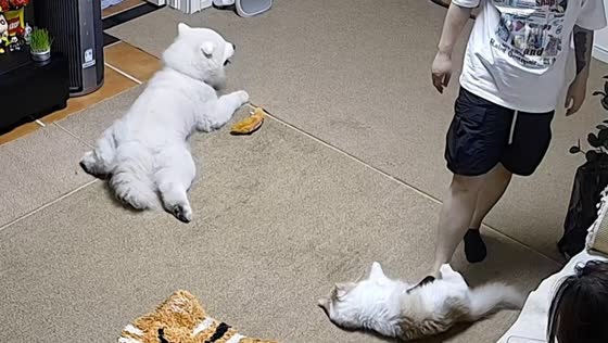 Dog copies owner while playing with cat in Heilongjiang, China