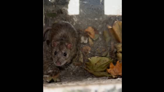 Rat jumps at filmer in Bottrop, Germany